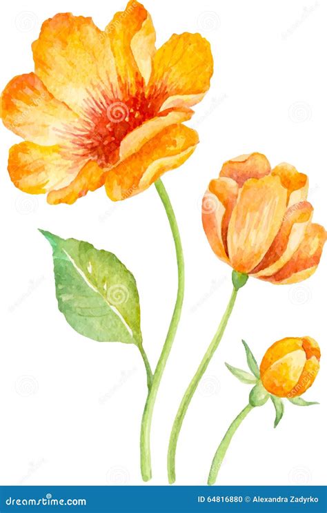 Vector Floral Collection Of Yellow Flowers Watercolor Stock