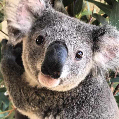 A Close Up Of A Koala Bear On A Tree With Leaves In The Background