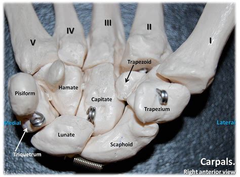 Carpals Anterior View With Labels Appendicular Skeleton Visual Atlas