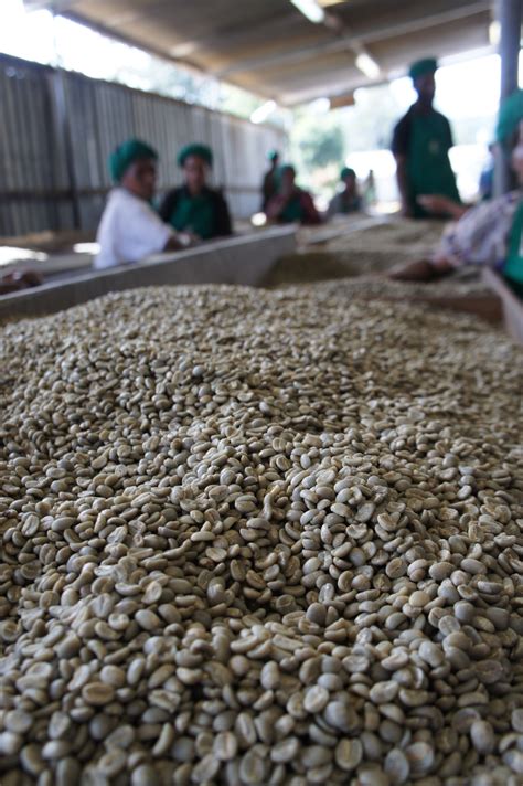 Papua New Guinea Benchmark Coffee Traders