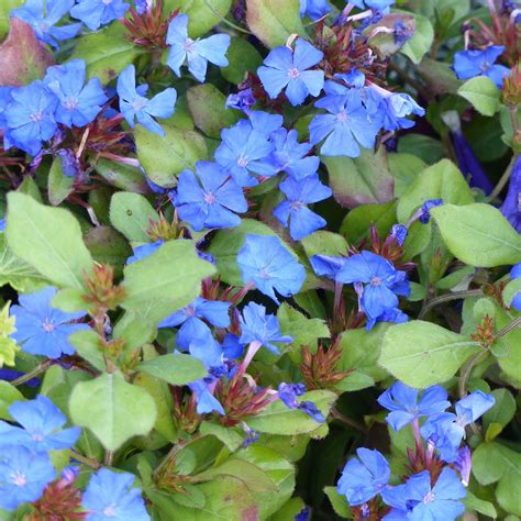 Plante Vivace Rampante Bleue Maison And Jardin