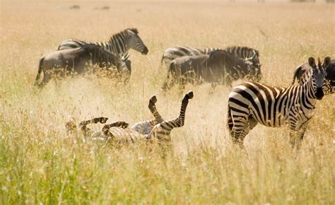 Safaris Dans Les Parcs Du Nord Et Séjour à Zanzibar Tanzanie 10 Jours Et 7 Nuits