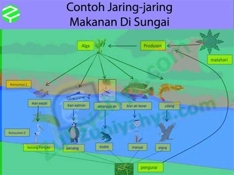 We did not find results for: Mengenal Berbagai Contoh Jaring-jaring Makanan Di Sungai