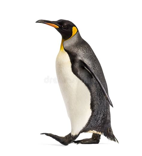 1023 Penguin Side Photos Free And Royalty Free Stock Photos From