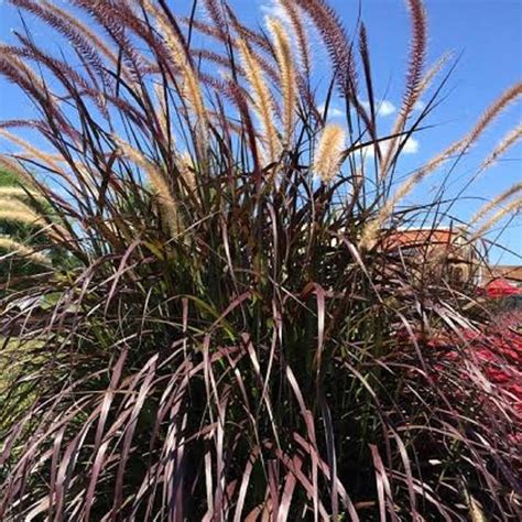 Rubrum Purple Fountain Grass 2 5 Gallon Ornamental Perennial Full
