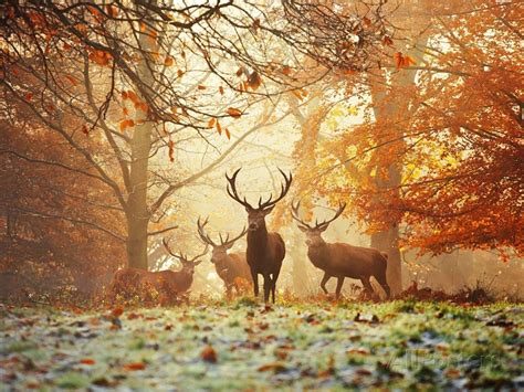 Four Red Deer In The Autumn Forest Art Print At