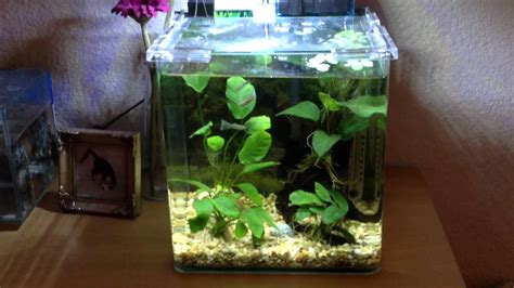 Small Or Nano Aquariums Betta Guppies And Adf Youtube