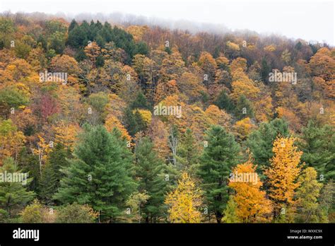 The Fall Foliage Colours Of Maple Aspen And Conifer Trees In Vermont