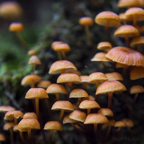 Fungi Forest These Bright Orange Mushrooms