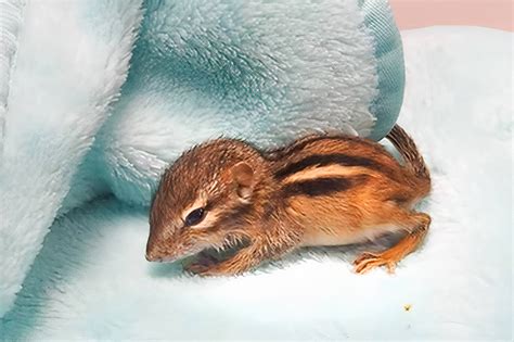 Baby Chipmunk Rescued And Given New Life After Found On Toronto Sidewalk