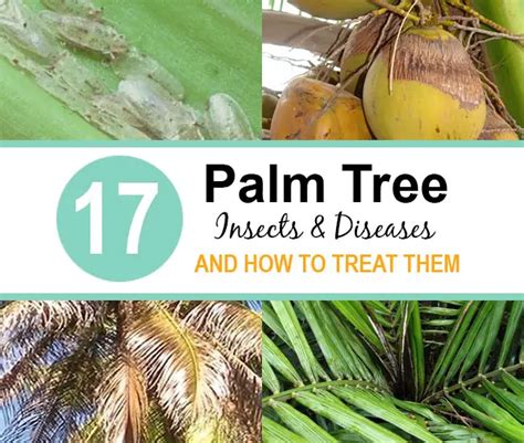 17 Palm Tree Insects And Diseases And How To Treat Them