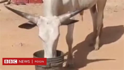 Hisbah Medical Expert React To Viral Video Of Cows Wey Dey Drink Beer