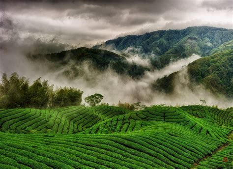 Tea Plantations Wallpaper Nature And Landscape Wallpaper Better