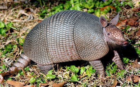 This resource guide represents many of alabama state facts such as the state flower, the state gemstone, the state insect, the state tree, the state bird, the state animal, the state flag. Forgetfulone: Armadillos - Texas State Animal