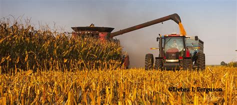 Mississippi Corn Rainy Weather Slows Harvest Agfax