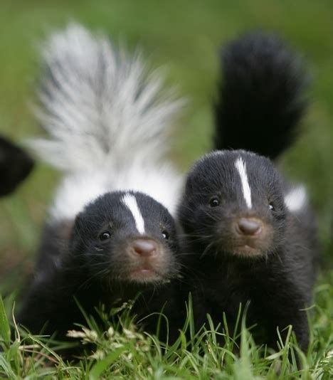 Skunk Babies Baby Animal Zoo