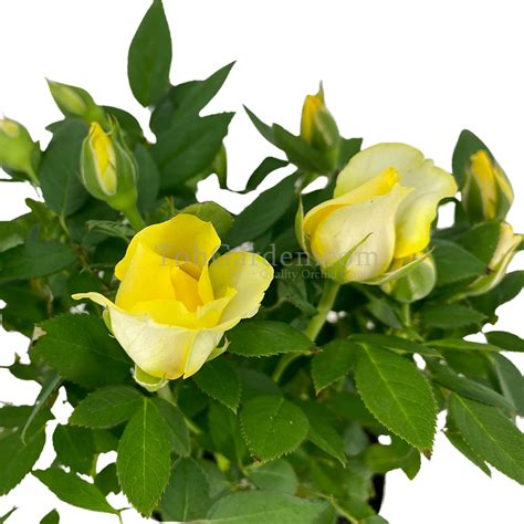 Yellow Rose Plant Toh Garden Singapore Orchid Plant And Flower Grower