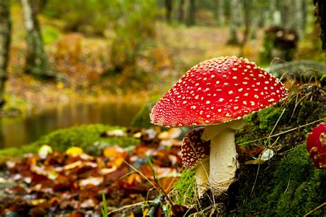 Mushroom In Fall Wallpaper Nature And Landscape Wallpaper Better