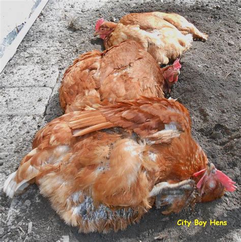 Fill a small container with loose dirt and let them practice taking dust baths. How to Make a Dust Bath For Chickens - Backyard Poultry