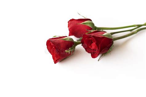 Beautiful Red Rose Isolated On White Background Stock Image Image Of