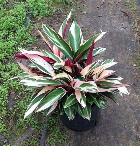 Do you know how to plant tricolor oyster plant? Stromanthe sanguinea 'Triostar', Ctenanthe sanguinea 'Tri ...