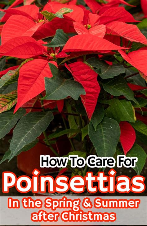 Your Guide To Poinsettia Care After Christmas Artofit