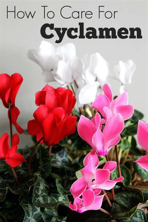 Cold water can shock the roots of your fern since they're used to a warm, tropical environment. Cyclamen Care: How To Grow Indoor Cyclamen - House of ...