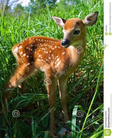 Whitetail Deer Stock Photo Image Of Little Alone Deer 24859084