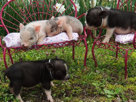 Pet Pigs For Sale Victoria : baby guinea pigs for sale | Coulsdon ...