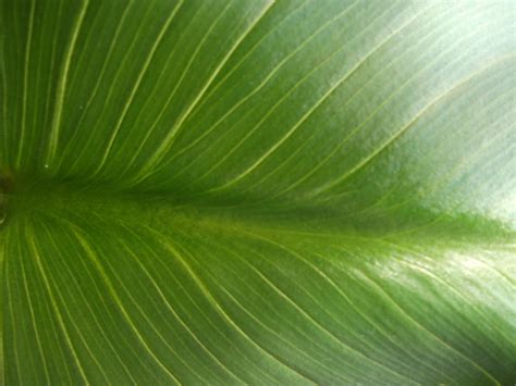 Texture Leaf 4 By Dameodessastock On Deviantart