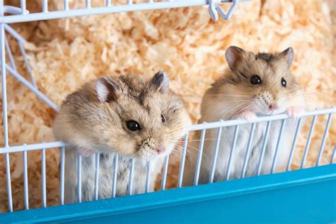 Which Hamster Breeds Can Live Together Compatibility Guide Pet Keen