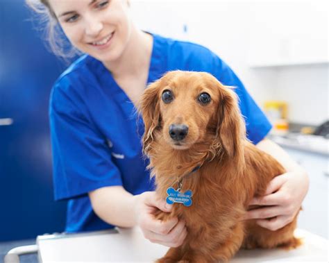 Similar but different coronavirus species cause several common diseases in domestic animals. Caring for pets in Norfolk and Suffolk | The Veterinary ...