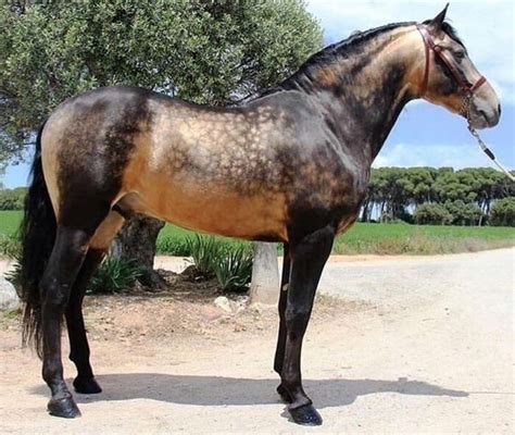 She dapples in the sunlight. 230 Cool Male Horse Names | Horses, Unusual horse, Horse breeds