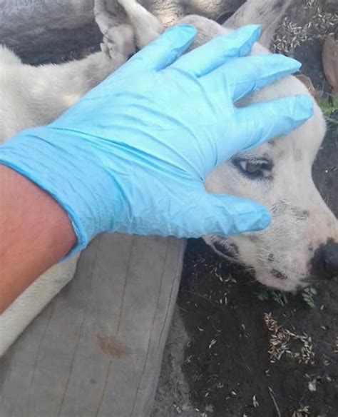 Cette Chienne Abandonnée était Condamnée à Une Mort Certaine Mais Un