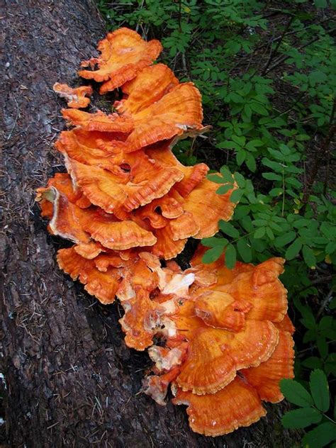 Orange Tree Fungus Photos Diagrams And Topos Summitpost