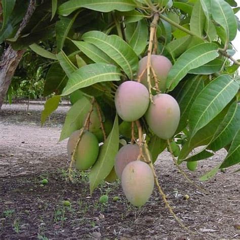 Jika pohon mangga ditanam di iklim basah, biasanya bunga yang tumbuh akan jatuh berguguran, sehingga akan sulit untuk berbuah. Jual Bibit pohon mangga gedong gincu Tinggi 1,5 s/d 2 ...