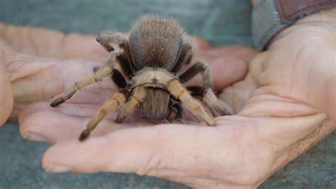 Summer Of Love Tarantula Mating Season Begins In Northern California