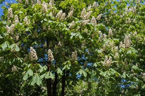 Horse Chestnut Tree In Bloom In Spring Stock Photo Image Of Beautiful