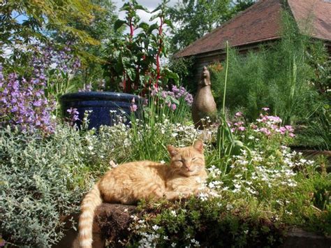 Guten tag, ich überlege momentan hin und her wie ich meinen garten katzensicher einzäunen kann. Je größer und abwechslungsreicher Sie den Garten anlegen ...