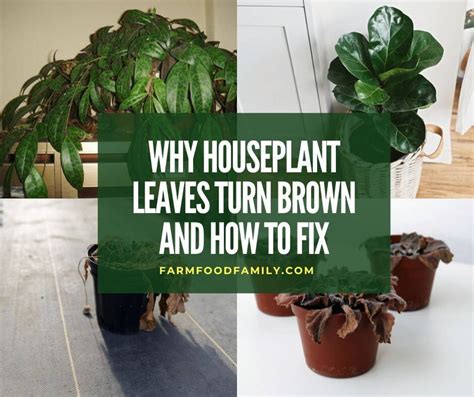 Houseplant Leaves Turn Brown Cause And How To Turn Green Again