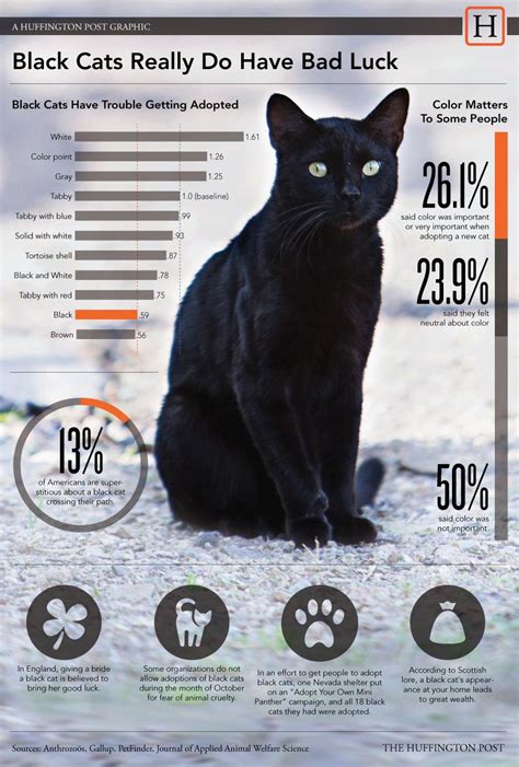 Every year, shelters, rescues and cat lovers in general celebrate black cat appreciation day on august 17th. Black Cats Really Do Have Bad Luck | Cats, Cat facts ...