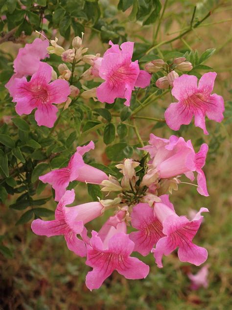 Pink Trumpet Flowers Photograph By Bonnie See