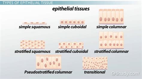 Epithelial Tissue With Label Tissues Identify Descriptions Labeled