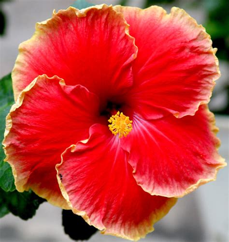Savesave ciri bunga raya for later. big bunga raya | balan veerasamy | Flickr