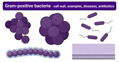 Bacteriology Cell Wall Gram Staining Classification O