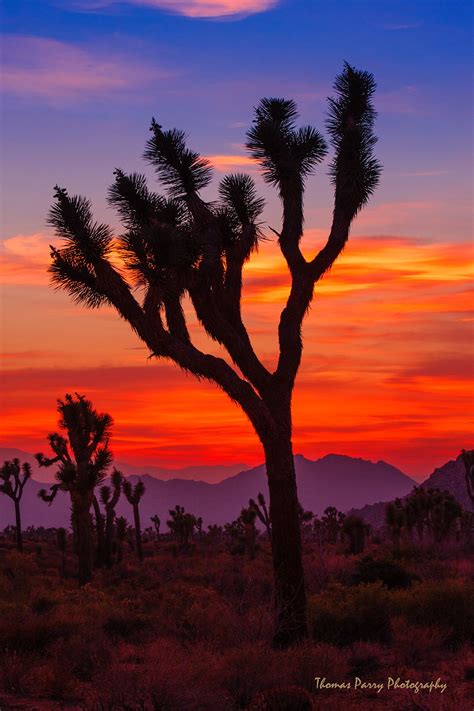 Joshua Tree Sunset 2 Desert Sunset Photography Desert Sunset
