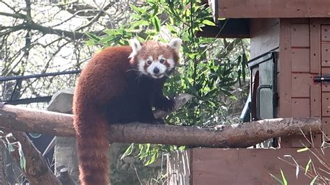 Seeing The Pandas At Edinburgh Zoo Youtube