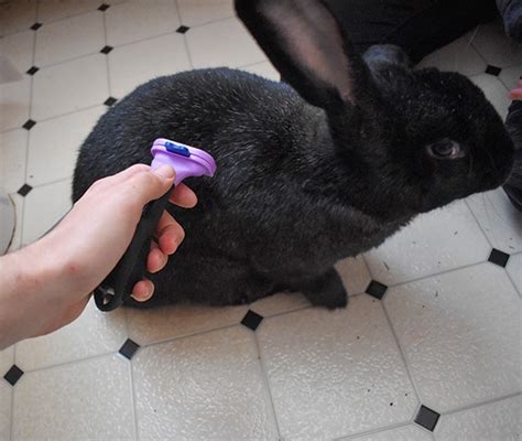 How To Bathe Your Rabbit 4 Safe And Easy Ways With Pictures Pet Keen