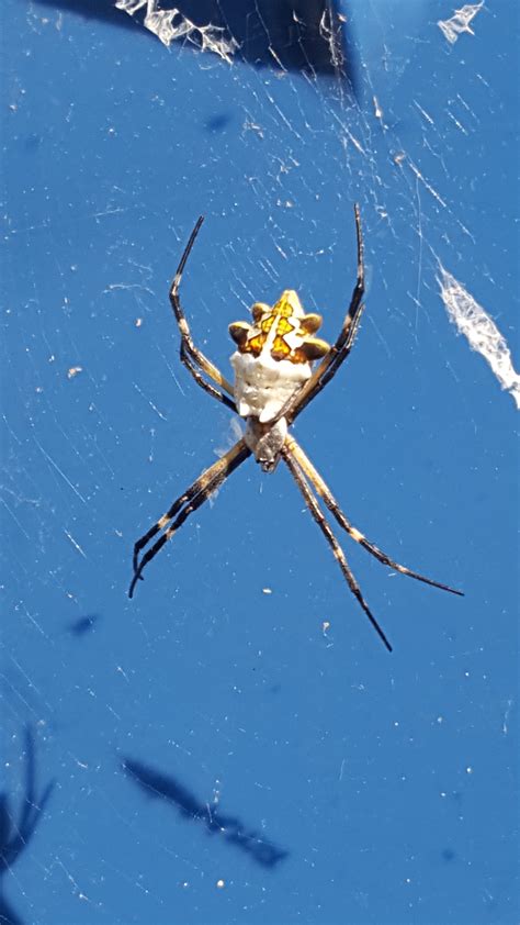Argiope Argentata Silver Garden Spider In Pleasanton Texas United States