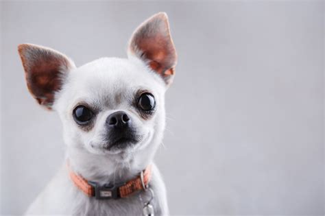Feel free to browse hundreds of active classified puppy for sale listings, from dog breeders in pa and the surrounding areas. Land Sharks: Aggression in Small Dogs | Beverly Hills ...